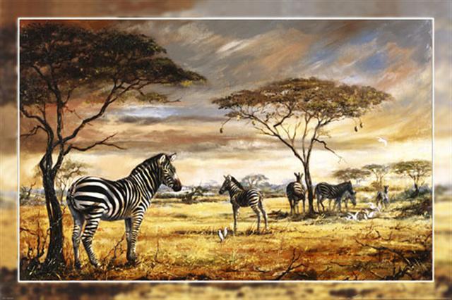 Poster - Zebras